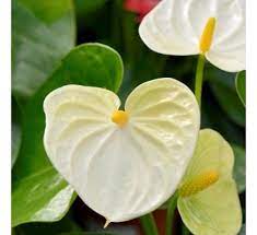 Anthurium White Flamingo Flower Laceleaf Tailflower Plant Anthurium Plant Annual Plants Anthurium