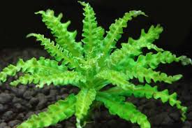 Image result for Pogostemon rogersii