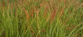 Image result for Oryza barthii