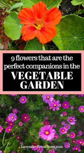 9 Flowers You Should Grow In Your Vegetable Garden Lavender Companion Plants Companion Planting Vegetables Garden Companion Planting