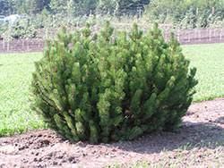 If you want to try transplanting joshua trees yourself, this article will tell you the best way to go these roots store water for use during dry times when water is scarce. Evergreen Trees 7 403 Extension
