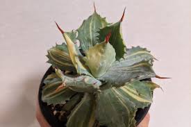 アガベ 楊貴妃 Agave Isthmensis Youkihi の紹介 育て方 ゆるぷ