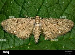 Image result for Eupithecia tripunctaria