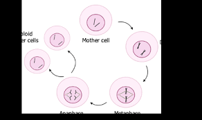 Mitosis begins inside the nucleus and when the sister chromatids are formed the nuclear membrane dissolves and it continues in the originally answered: Draw Diagrams Of Mitosis And Meiosis With Two Chromosomes Study Com