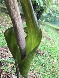 Image result for Amorphophallus
