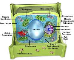 The plant cell is surrounded by a cell wall which is involved in providing shape to the plant cell. Cell Wall Inside The Insides
