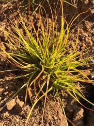 Image result for Bulbostylis