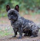 French Bulldog Puppies For Sale - Frenchie Puppies ...