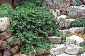 Pin By Sage Gardens On Conifers Ornamentals Groundcovers Japanese Garden Plants Japanese Garden Landscaping Plants