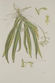 Image result for Angraecopsis amaniensis