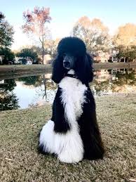 Black And White Standard Poodle Teddy Bear Cut Pin On Oodles Of Poodles