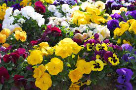 Pansy Plant Types Selecting Different Kinds Of Pansy Flowers Pansies Types Of Plants Primrose Plant