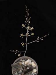 Image result for Oeceoclades perrieri