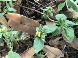 Image result for Synedrella nodiflora