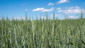This publication received funding from the csu libraries open access research and scholarship (oars) fund. Csu College Of Agricultural Sciences Linkedin