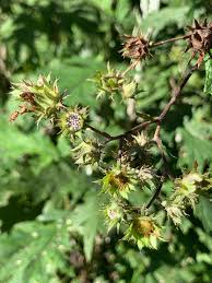 Image result for Berkheya bipinnatifida