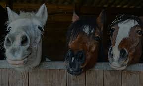 We did not find results for: Home Habitat For Horses