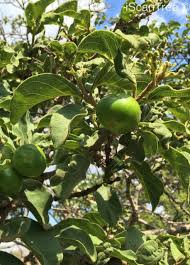 Image result for Vangueria