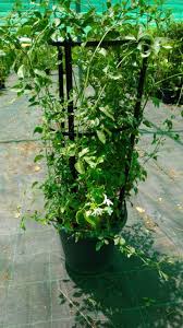 Image result for Jasminum pauciflorum
