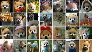 狗狗物语 萌死你不偿命的萌犬俊介 图片格式 电子书下载库 新沪江日语 teddy bear pets teddy