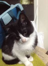 Kedi Kiyafetleri Erkek
