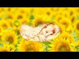 究極睡眠体験 黄金の天使があなたに深い眠りと金運幸運の奇蹟を届けます golden sleeping gold dream youtube 金 運 金運アップ 天使