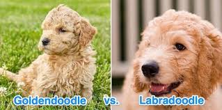 If you are interested in a goldendoodle or have a friend that is interested please message us. Labradoodle Vs Goldendoodle Which Breed Is The Best Family Dog All Things Dogs All Things Dogs