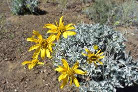 Image result for Blepharis obmitrata