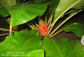 Image result for Palisota