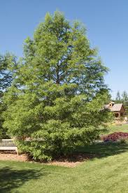 The tree grows between 1.2 metres and 2.4 metres per year and will reach around 15 metres high. Fast Growing Trees For Creating Privacy Better Homes Gardens