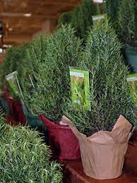 Rosemary Topiaries Gardening Solutions University Of Florida Institute Of Food And Agricultura Christmas Tree Plant Rosemary Plant Rosemary Christmas Tree