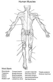Human Muscles Back View Worksheet Coloring Page Free Printable Coloring Pages Human Muscle Anatomy Muscle Anatomy Anatomy