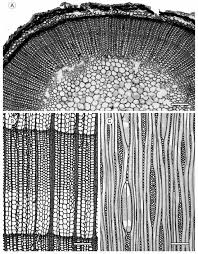 Image result for Terminalia trichopoda