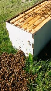 Secret Lives of Staff Members