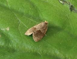 Image result for Cochylidia implicitana