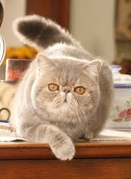 The exotic shorthair is a breed of cat developed to be a shorthaired version of the persian. Exotic Shorthair Katze Wesen Und Eigenschaften