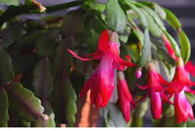The christmas cactus has hanging flowers in shades of magenta and blooms, of course, near if the leaves turn yellow it means they are getting too much light. Christmas Cactus Turning Purple 3 Reasons And Solutions The Practical Planter