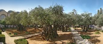 What night was jesus captured in the garden. Worship In The Garden Of Gethsemane Where Jesus Prayed The Night Before He Was Crucified Friendshiptours Com