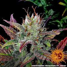 Reviewers enjoy this strain's reputed ability to first relax the body and mind before easing into a happy and creative state of mind. Glue Gelato Auto Autoflowering Cannabis Seeds Barneys Farm