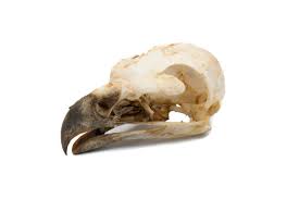 9 733 Bird Skull Stock Photos Pictures Royalty Free Images Istock