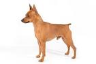 Miniature Pinscher Dog Breed Information