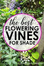 Looking to add color to a shady spot if they start to get leggy and weak and refuse to flower, then move them to a spot with more sun. Flowering Vines For Shade 9 Of The Best Perennial Shade Vines That Won T Take Over Your Garden Gardening From House To Home Perennial Flowering Vines Flowering Vines Garden Vines