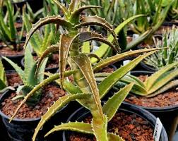 Image result for Aloe suffulta