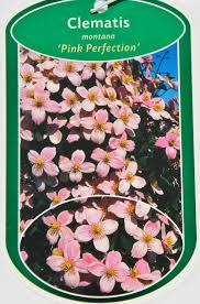 Check spelling or type a new query. Berg Waldrebe Pink Perfection Clematis Montana Pink Perfection Gunstig Online Kaufen