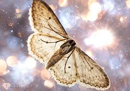 Moth Meaning And Symbolism The Mysterious Spirit Messenger