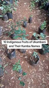 Image result for Myrianthus holstii