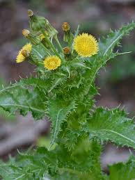 Image result for Sonchus schweinfurthii