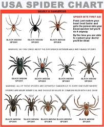 free spider identification chart with spider bite first aid