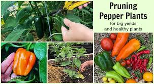 Cold soil may slow the flowering process. Pruning Pepper Plants For Improved Plant Health And Yields