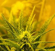 What lights to use for flowering stage. Everything About Hid Grow Lights For Cannabis Plants